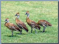 Birdlife at Yepton Estate Cottages