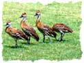 West Indian Whistling Ducks