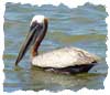 grey pelican